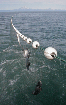 Wild Alaskan Sockeye Salmon in the Net
